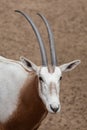 Scimitar oryx Oryx dammah Royalty Free Stock Photo