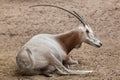 Scimitar oryx Oryx dammah