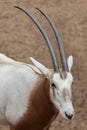 Scimitar oryx Oryx dammah