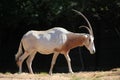 Scimitar oryx (Oryx dammah)