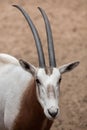 Scimitar oryx Oryx dammah Royalty Free Stock Photo