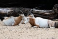 Scimitar oryx, Oryx dammah