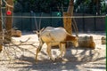 Scimitar oryx Oryx dammah in zoo Barcelona