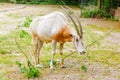 oryx or Sahara oryx with large hornes grazing in the Zoo Royalty Free Stock Photo
