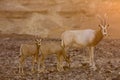 Scimitar oryx during sunset Royalty Free Stock Photo