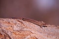 Scincella lateralis - ground skink -