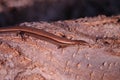 Scincella lateralis - ground skink -