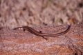 Scincella lateralis - ground skink -