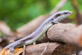 Scincidae Royalty Free Stock Photo