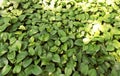 Scindapsus aureus Eagler plant Royalty Free Stock Photo