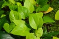 Scindapsus aureus plants Royalty Free Stock Photo