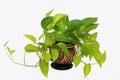 Scindapsus Epipremnum neon plant on a white background Royalty Free Stock Photo