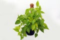 Scindapsus Epipremnum neon plant on a white background Royalty Free Stock Photo