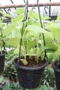 Scindapsus Golden tree on hanging pot in nursery Royalty Free Stock Photo