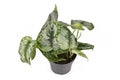 `Scindapsus Pictus Exotica` or `Satin Pothos` houseplant with large silver leaves with velvet texture and silver spots