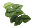 Scindapsus pictus leaves, Satin Pothos plant, Exotic foliage isolated on white background, with clipping path