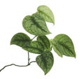 Scindapsus pictus leaves, Satin Pothos plant, Exotic foliage isolated on white background, with clipping path