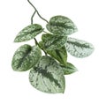 Scindapsus pictus leaves, Satin Pothos plant, Exotic foliage isolated on white background, with clipping path