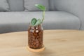 Scindapsus treubii moonlight in glass bottle on wooden table in living room. Houseplant. Air Purifying Plants for indoor .