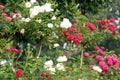 Scinic View of colorful flowers booming