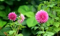 Scinic View of colorful flowers booming