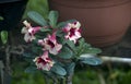 Scinic View of colorful flowers booming