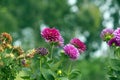 Scinic View of colorful flowers booming