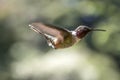 Scintillant Hummingbird. Curi Cancha, Costa Rica