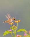 Scintillant Hummingbird Feeding