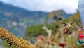 Scintillant Hummingbird in flight