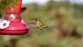 Scintillant Hummingbird at a hummingbird feeder in Costa Rica