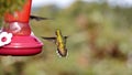 Scintillant Hummingbird at a hummingbird feeder in Costa Rica