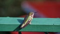 Scintillant Hummingbird perched on a fence in Costa Rica