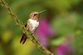 Scintillant Hummingbird - Selasphorus scintilla bird endemic to Costa Rica and Panama, replaced at higher elevations by its