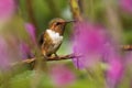 Scintillant Hummingbird - Selasphorus scintilla bird endemic to Costa Rica and Panama, replaced at higher elevations by its