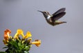 Scintillant Hummingbird Selasphorus scintilla