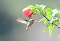 Scintillant Hummingbird Selasphorus scintilla Female Royalty Free Stock Photo