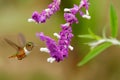 Scintillant Hummingbird, Selasphorus scintilla, tiny bird in the nature habitat, smallest bird from Costa Rica flying next to beau Royalty Free Stock Photo