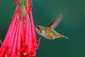 Scintillant Hummingbird, Selasphorus scintilla, tiny bird in the nature habitat. Smallest bird from Costa Rica flying next to beau Royalty Free Stock Photo