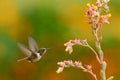 Scintillant Hummingbird, Selasphorus scintilla, tiny bird, smallest hummingbird from Costa Rica, action feeding scene next tu beau Royalty Free Stock Photo