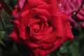 Closeup of lovely and alluring red rose with fresh dew drops