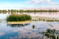 Scirpus in the Dnieper River in Kiev Royalty Free Stock Photo