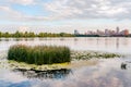 Scirpus in the Dnieper River in Kiev Royalty Free Stock Photo