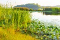 Scirpus in the Dnieper River in Kiev Royalty Free Stock Photo