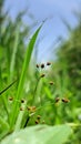 Scirpus growing wild in the field at morning