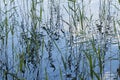 Scirpus in a lake Royalty Free Stock Photo