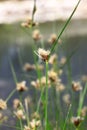 Scirpus planiculmis Royalty Free Stock Photo