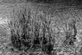 Scirpus plants in pond in Moscow park, black and white photo Royalty Free Stock Photo