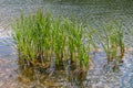 Scirpus plants in pond in Moscow park Royalty Free Stock Photo