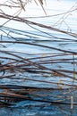 Scirpus reed on the bank of the autumn river